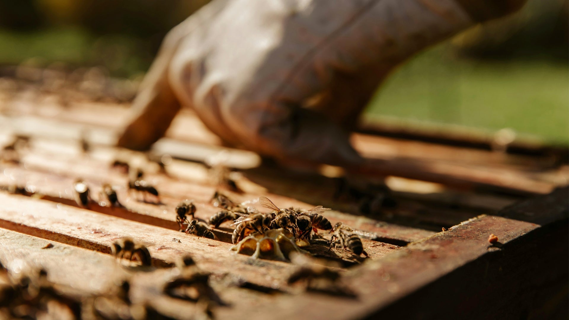 Honigtreu – Bio-Honig direkt vom Imker