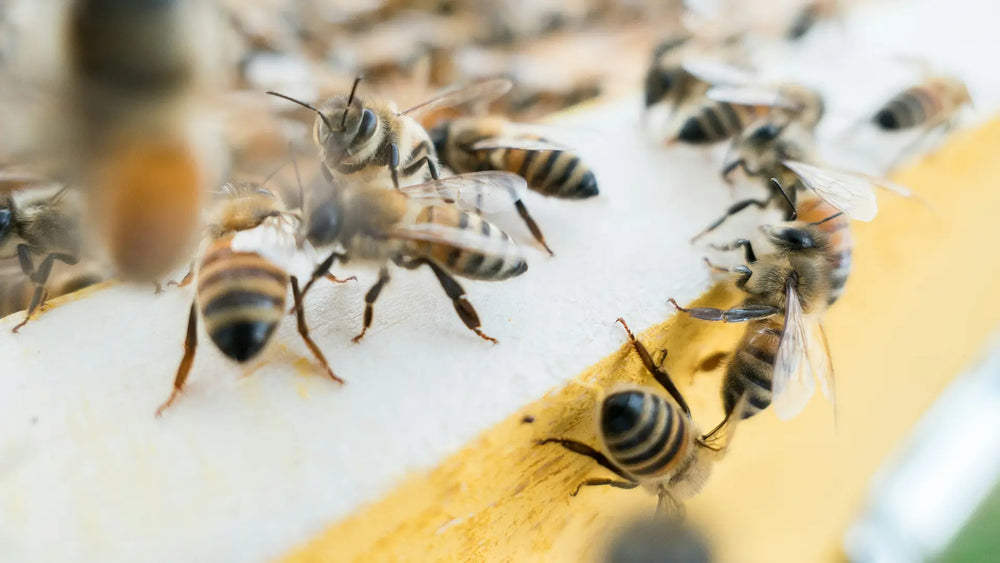 Honigbienen am Bienenstock für Bioland-Honig von Honigtreu