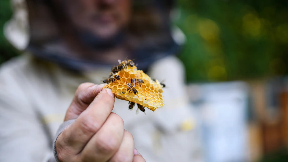 Honigtreu Imker zeigt Honigwabe mit Bienen bei der Honigherstellung