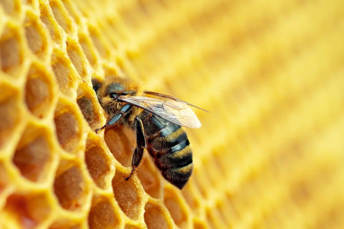 Honigbiene auf Honigwabe als Grundlage für Bio-Honig von Honigtreu