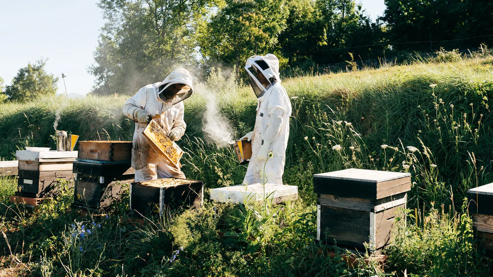 Honigtreu Imkerinnen und Imker arbeiten am Bienenstock für regionalen Bio-Honig