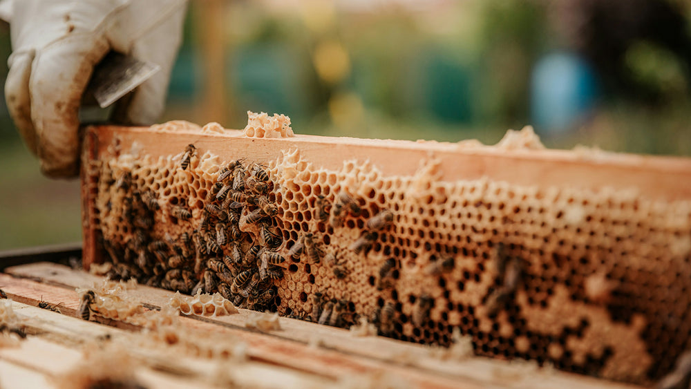 Imker der Bioland-Imkerei Honigtreu zieht in Schutzhandschuhen eine mit Bienen besetzte Honigwabe aus der Bienenbeute – Handwerkliche Honiggewinnung in Berlin und Brandenburg.