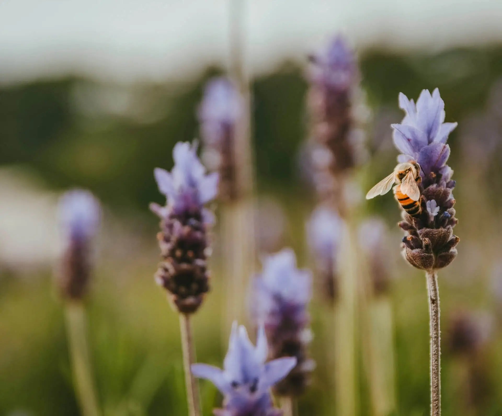 Biene an violetten Blüten als Nektarquelle für Honigtreu Bio-Honig
