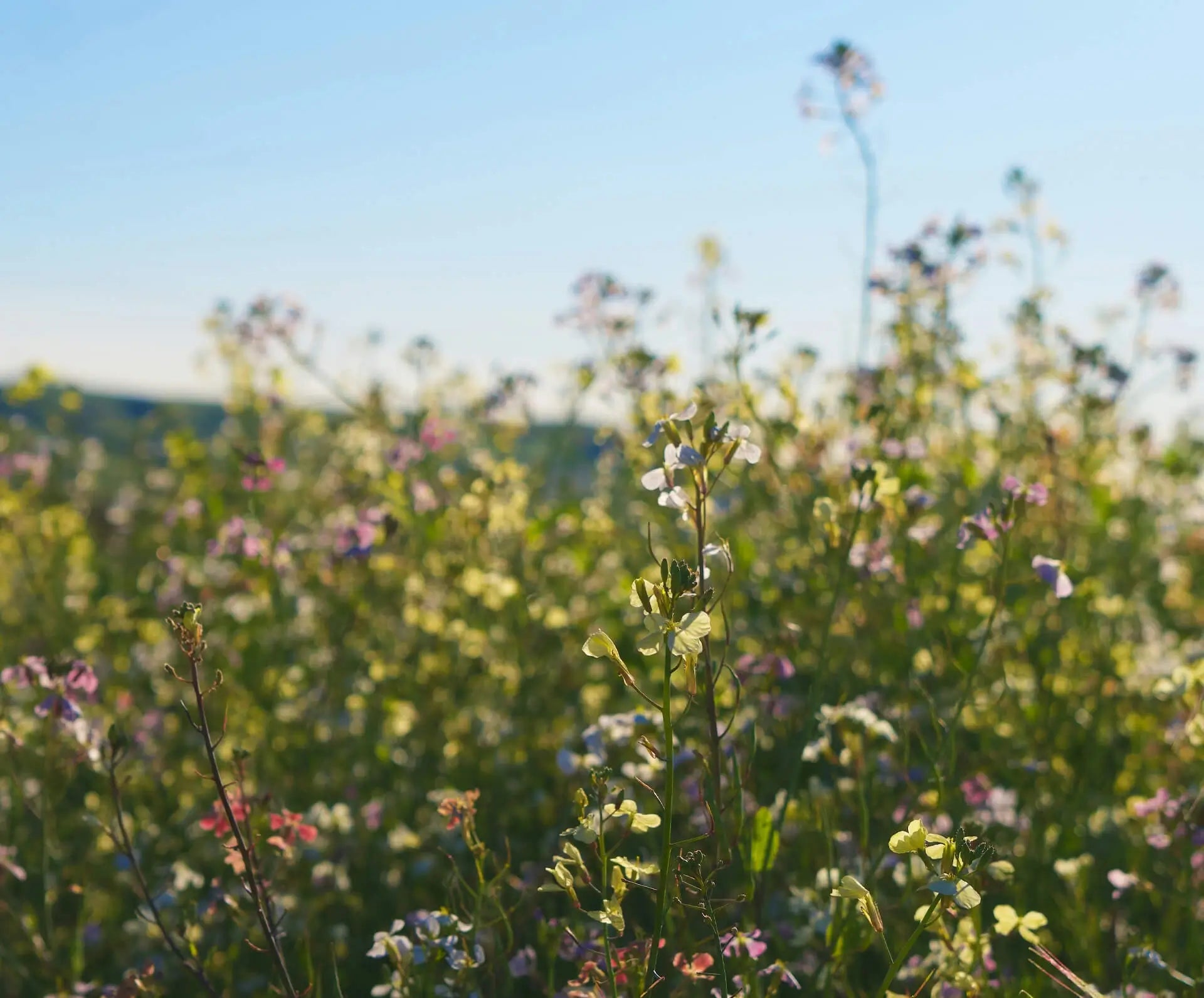 Blühwiese in der Sonne als natürliche Grundlage für Honigtreu Honig