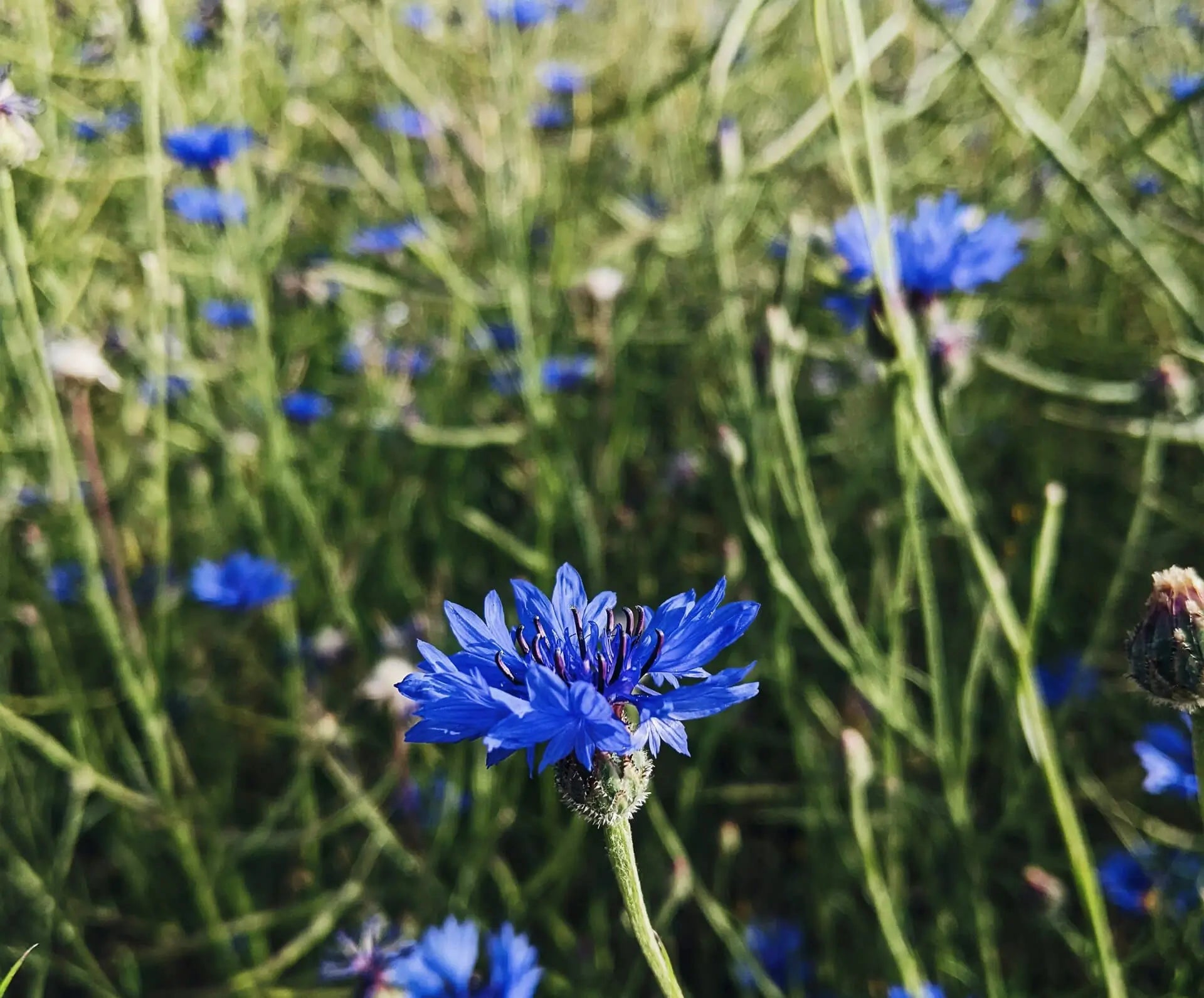 Kornblume auf Blühwiese als Nektarquelle für Honigtreu Sommerhonig
