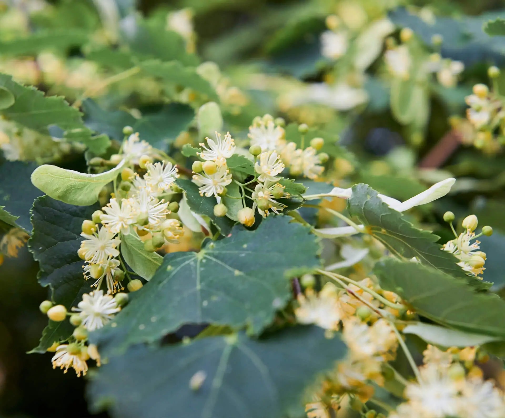 Lindenblüten als natürliche Nektarquelle für Honigtreu Lindenhonig