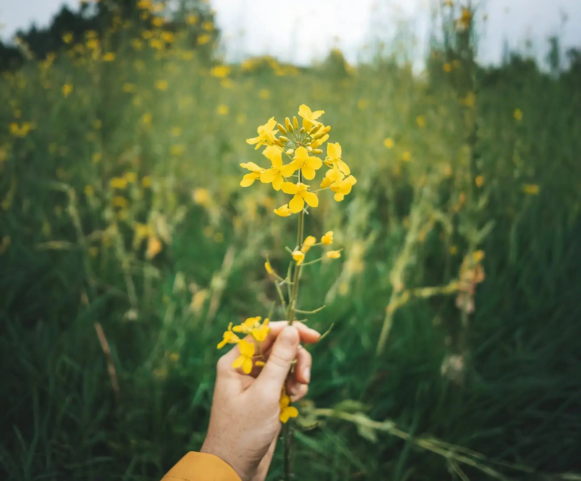 Rapsblüten im Feld als Grundlage für cremigen Honigtreu Rapshonig