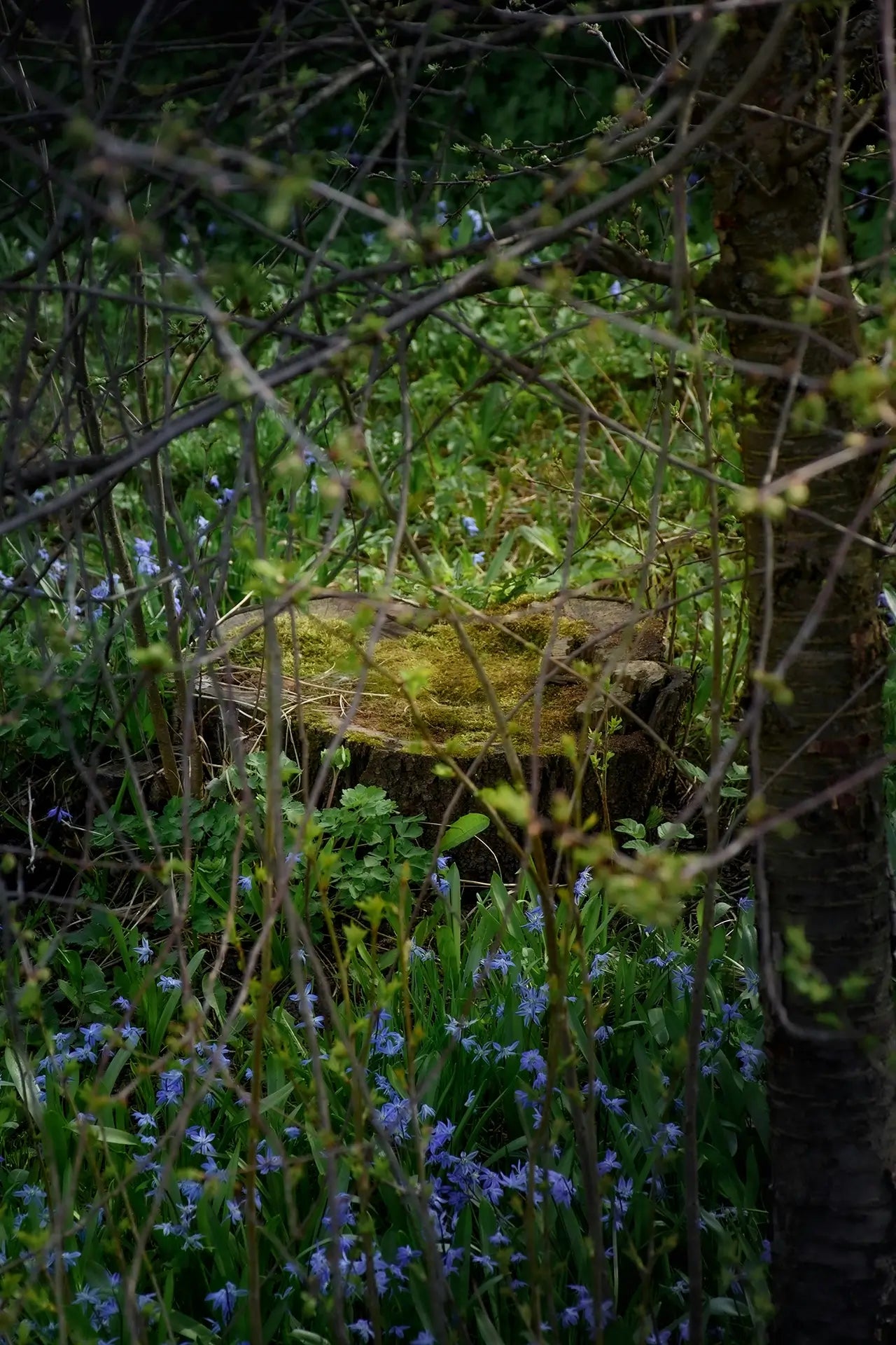 Waldnaher Blütenstandort als Lebensraum für Bienen und Honigtreu Honig